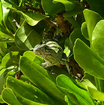 Nature-Park-Hacienda-Tres-Rios-Rana