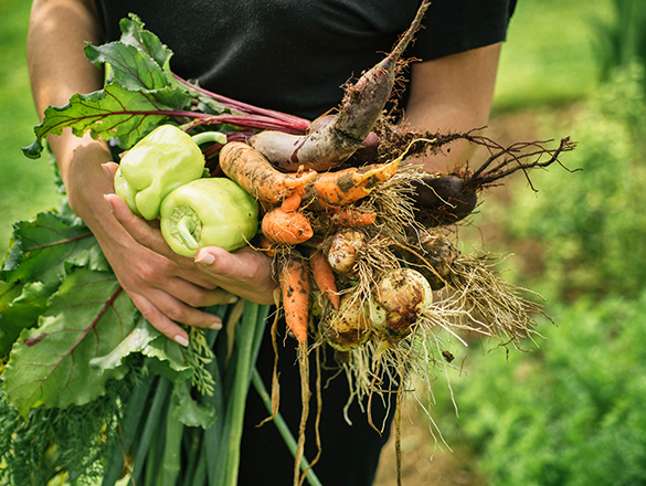 Fresh vegetables